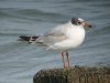 Mediterranean Gull at Westcliff Seafront (Steve Arlow) (74365 bytes)